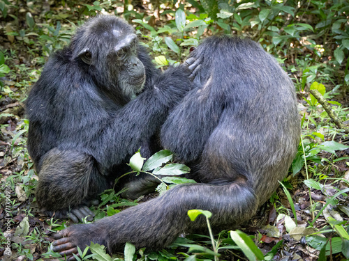 Chimpanzees - Kibale National Park, Uganda