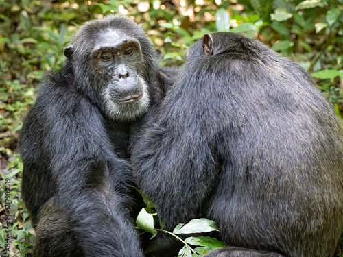 Chimpanzees - Kibale National Park, Uganda