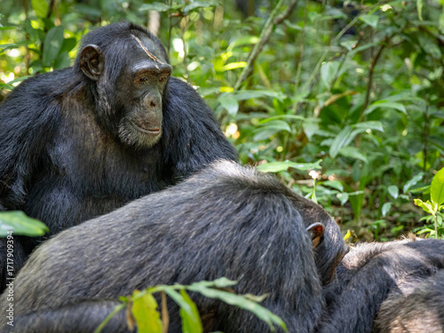 Chimpanzees - Kibale National Park, Uganda
