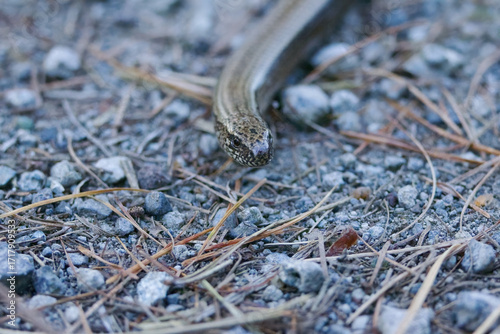 Fototapeta Naklejka Na Ścianę i Meble -  Close-up of the head of a slow worm, slow worm on a gravel path, small reddish-brown eyes of the slow worm on a forest path surrounded by small pebbles, Anguis fragilis