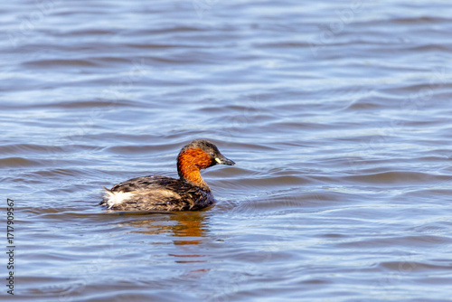 Zwergtaucher (adult)