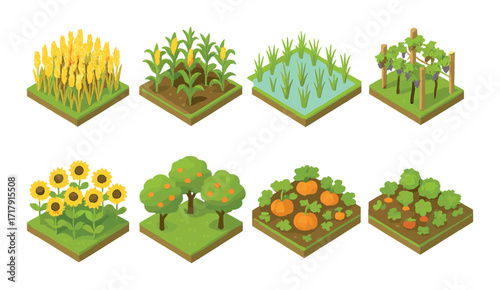 Isometric farm crop illustrations: wheat, corn, rice, grapes, sunflowers, oranges, pumpkins, cabbage