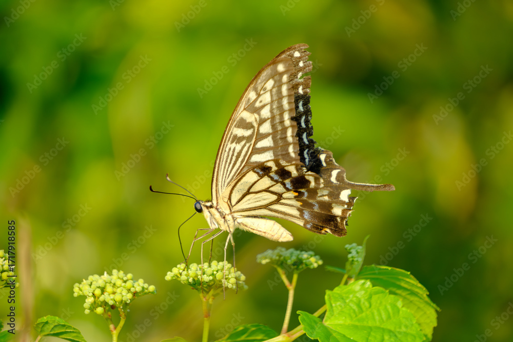 Obraz premium 緑の葉にとまるアゲハチョウのクローズアップ