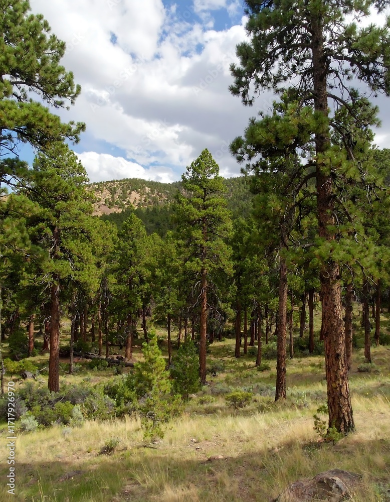 Fototapeta premium Pine forest vista under a partly cloudy sky