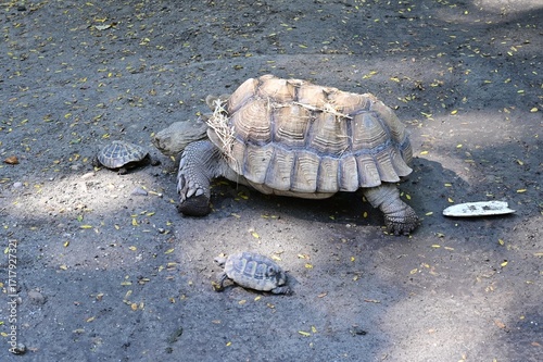 Wallpaper Mural Tortoise in a zoo in Budapest. Torontodigital.ca
