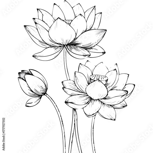 Lotus Flower Sketch Outline Illustration in Black and White – Hand Drawn Botanical Vector
