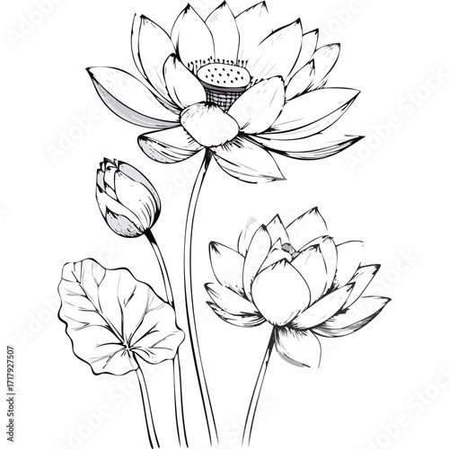 Lotus Flower Sketch Outline Illustration in Black and White – Hand Drawn Botanical Vector
