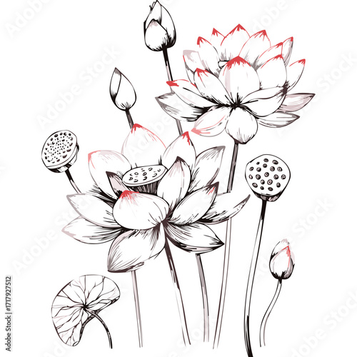Lotus Flower Sketch Outline Illustration in Black and White – Hand Drawn Botanical Vector