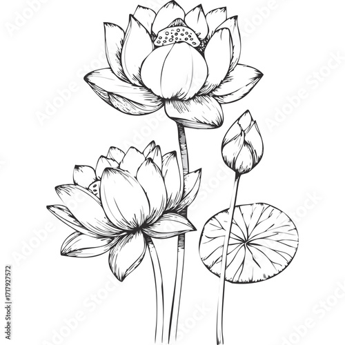 Lotus Flower Sketch Outline Illustration in Black and White – Hand Drawn Botanical Vector