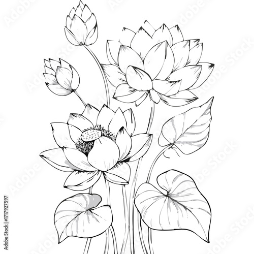 Lotus Flower Sketch Outline Illustration in Black and White – Hand Drawn Botanical Vector