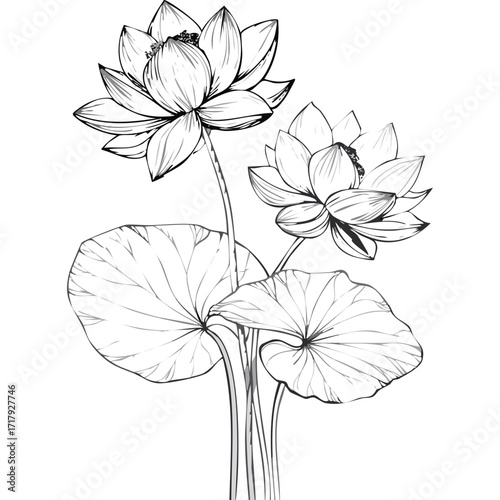 Lotus Flower Sketch Outline Illustration in Black and White – Hand Drawn Botanical Vector