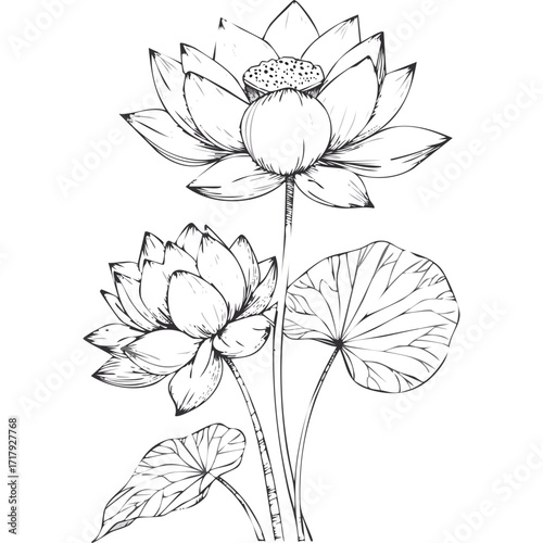Lotus Flower Sketch Outline Illustration in Black and White – Hand Drawn Botanical Vector