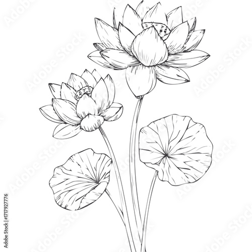 Lotus Flower Sketch Outline Illustration in Black and White – Hand Drawn Botanical Vector