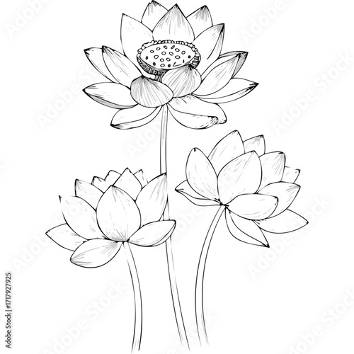 Lotus Flower Sketch Outline Illustration in Black and White – Hand Drawn Botanical Vector