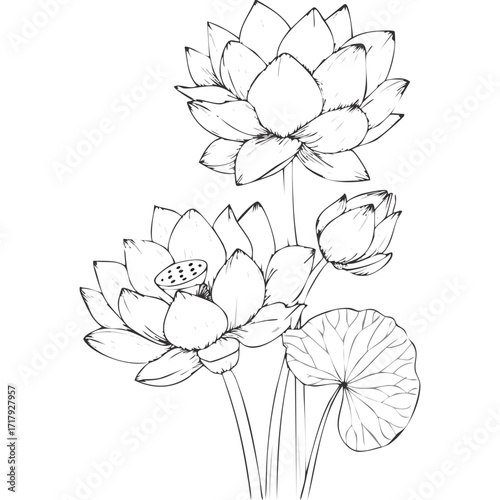 Lotus Flower Sketch Outline Illustration in Black and White – Hand Drawn Botanical Vector