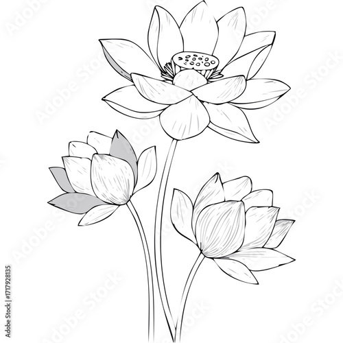Lotus Flower Sketch Outline Illustration in Black and White – Hand Drawn Botanical Vector