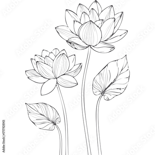 Lotus Flower Sketch Outline Illustration in Black and White – Hand Drawn Botanical Vector