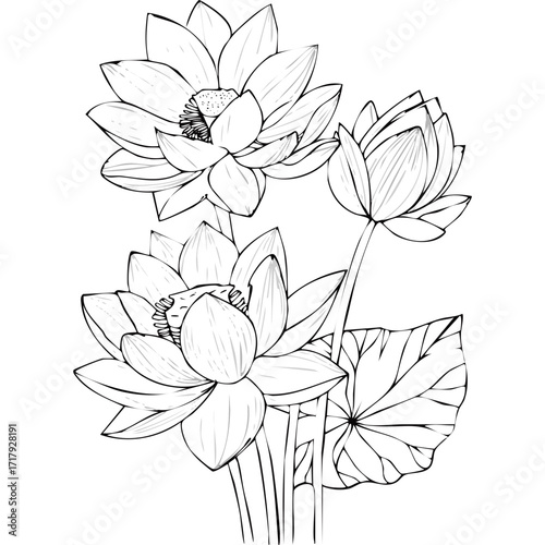 Lotus Flower Sketch Outline Illustration in Black and White – Hand Drawn Botanical Vector