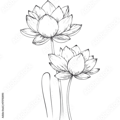Lotus Flower Sketch Outline Illustration in Black and White – Hand Drawn Botanical Vector