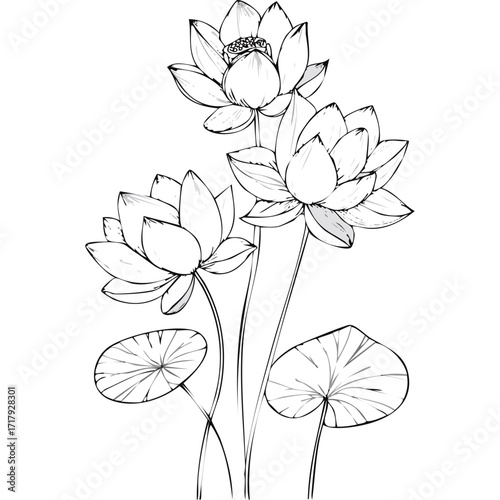 Lotus Flower Sketch Outline Illustration in Black and White – Hand Drawn Botanical Vector