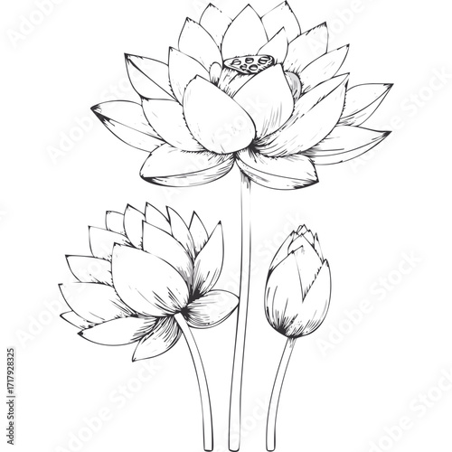 Lotus Flower Sketch Outline Illustration in Black and White – Hand Drawn Botanical Vector
