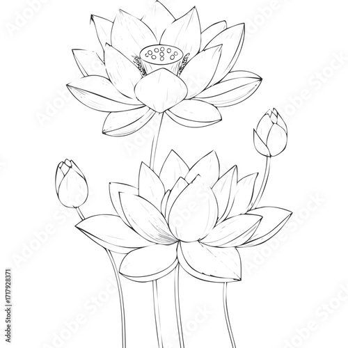 Lotus Flower Sketch Outline Illustration in Black and White – Hand Drawn Botanical Vector