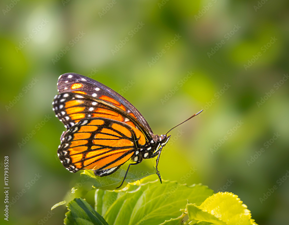 Ταπετσαρία Close up of viceroy butterfly perched on the edge of a green leaf, showing vibra