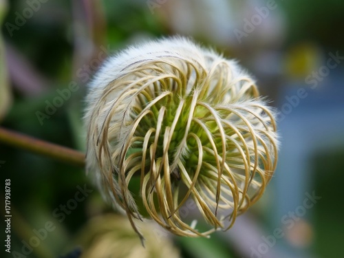 Photos Clematis seed head showing fluffy achenes in nature