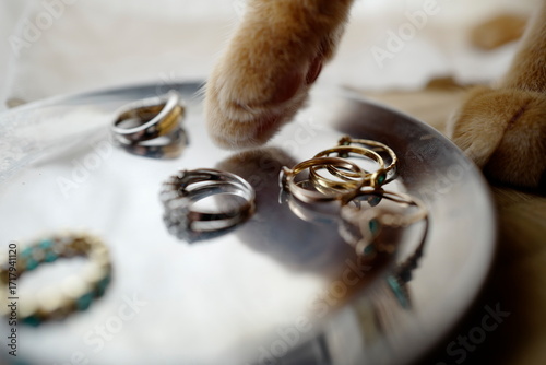 ネックという猫　アクセサリー