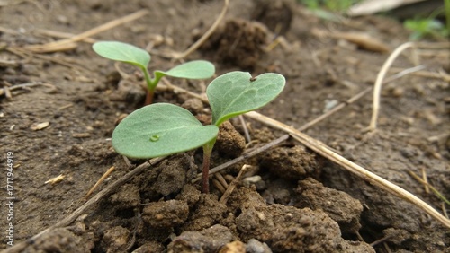 young plant growing in soil