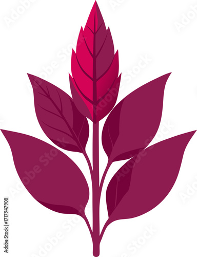 Amaranth Vector Illustration | Herbal Plant, Grain, Leaves, Seeds, Botanical Design