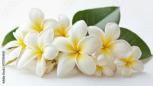 A cluster of white and yellow frangipani flowers rests on a white surface. The flowers have delicate white petals with bright yellow centers.