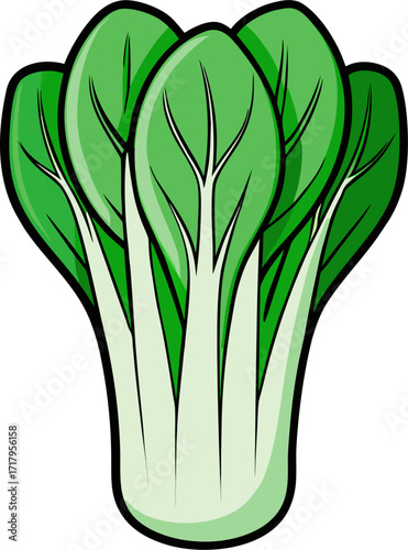 Bok Choy Vector Illustration | Asian Cabbage, Green Leaves, Organic Vegetable Design