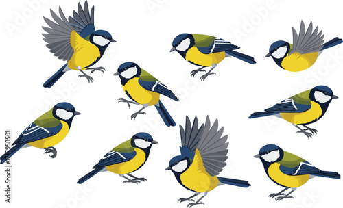 Colorful great tit bird illustrations, perched and flying poses, detailed plumage, wildlife nature drawing, songbird artwork, ornithology reference, educational design
