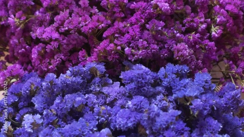Multicolored flowers of statice