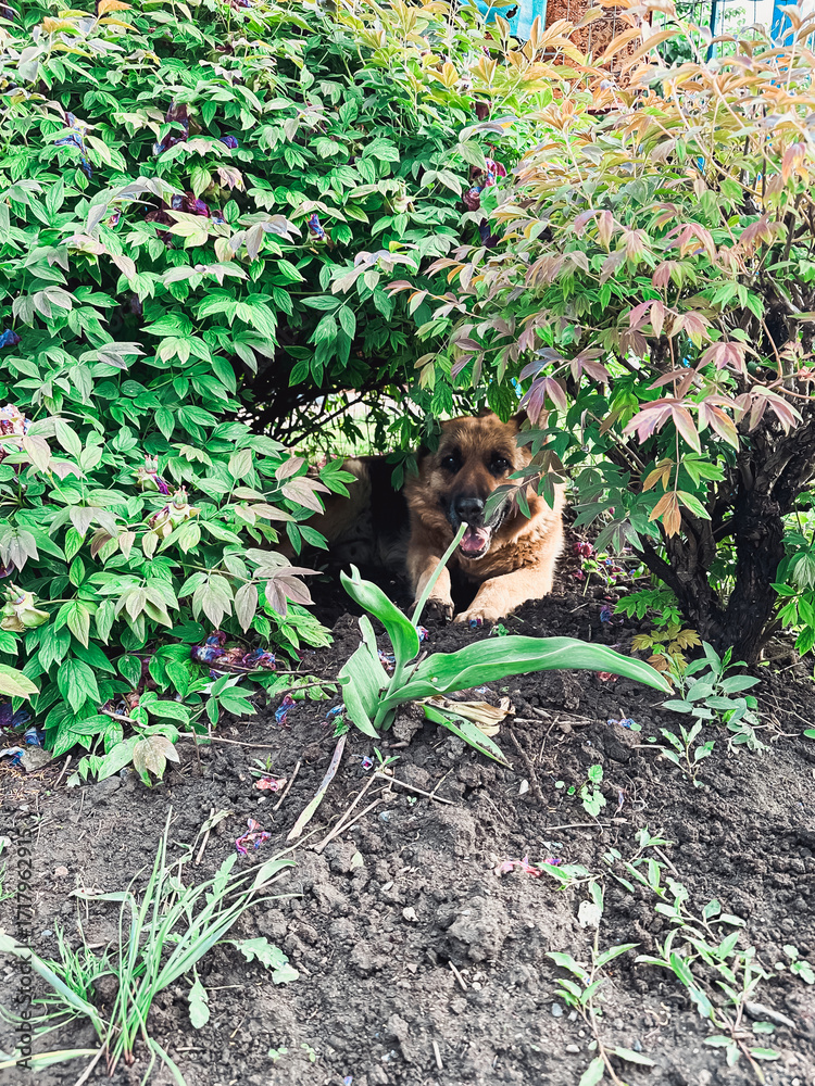 Obraz premium Playful dog hiding among vibrant green bushes in a garden with colorful foliage and soil