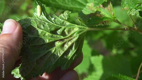 Red currant leaf damaged by aphids