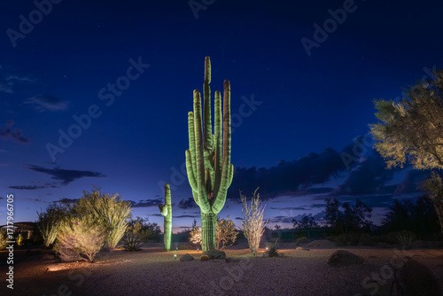Arizona Saguaro
