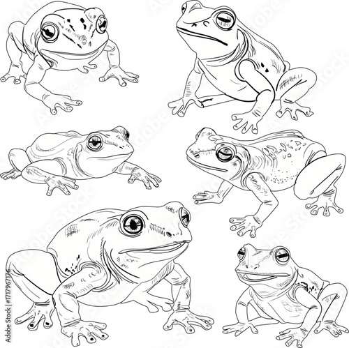 six frogs black outlines set isolated on white