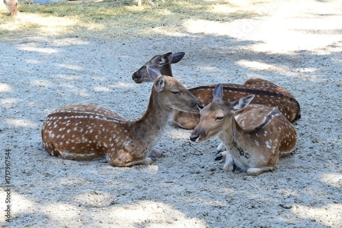 Wallpaper Mural Deer in the sun at Budapest Zoo on a very hot 30c day. Torontodigital.ca