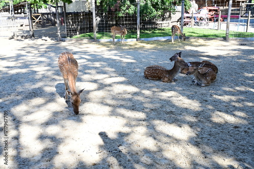 Wallpaper Mural Deer in the sun at Budapest Zoo on a very hot 30c day. Torontodigital.ca
