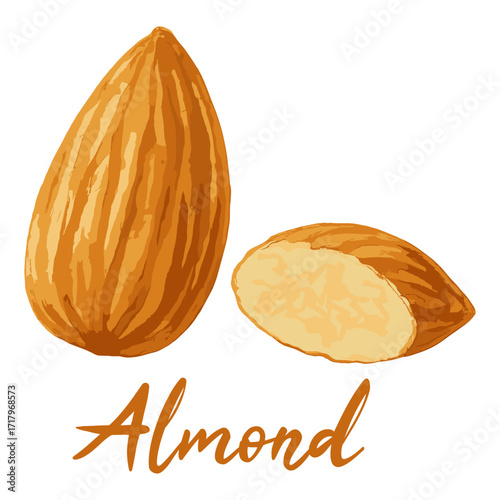 almond in watercolor illustration style, isolated vector on white background