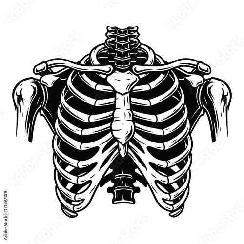 Human rib cage anatomy skeleton torso bone structure detailed graphic representation medical art silhouette