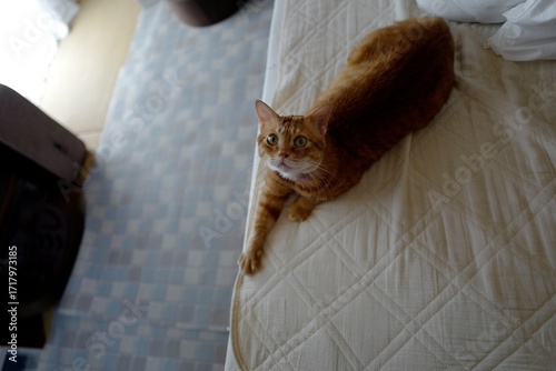 ネックという猫