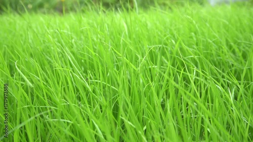 A clearing with young green grass