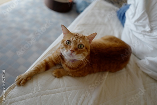ネックという猫