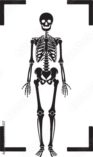 Vector art of black silhouette of a human skeleton in a frame simple vector illustration of a full body skeleton concept for anatomy, science, and medical study on