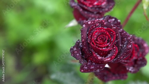 Beautiful red roses in the raindrops in the garden