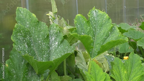 Zucchini leaves affected by powdery mildew