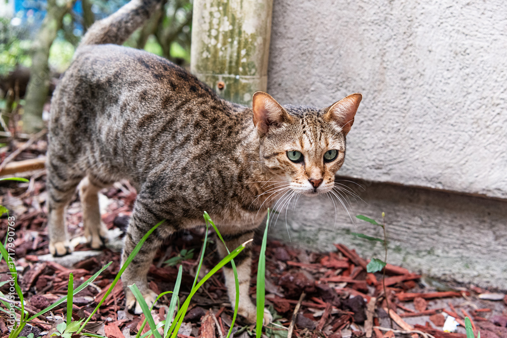 Ταπετσαρία close-up of a watchful savannah cat in its natural habitat.